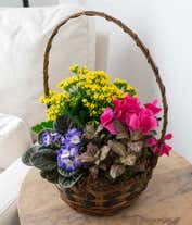 Alternative image 3 for A vibrant arrangement featuring African violet flowers, yellow begonia, hot pink kalanchoe, and white hypoestes, all beautifully presented in a woven handled basket. This colorful and charming mix offers a delightful and eye-catching display.