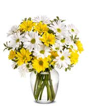 A cheerful arrangement featuring white daisy spray chrysanthemums, yellow daisy spray chrysanthemums, and assorted greens, all elegantly presented in a clear vase. This bright and fresh display is perfect for adding a touch of sunshine to any space.