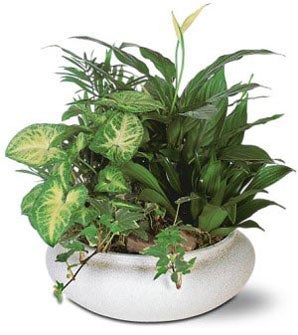 Green Garden Bowl