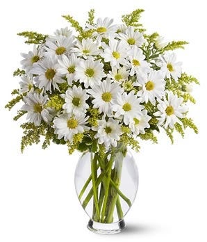 Daisy Days Deluxe: Daisies, Send Flowers-FromYouFlowers.com