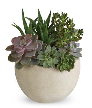 Modern Succulent Garden at From You Flowers