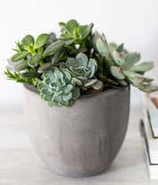 Alternative image 1 for An assortment of succulents arranged in a keepsake container, accented with river rocks.