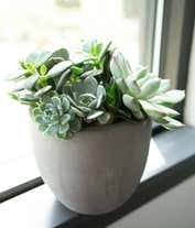 Alternative image 2 for An assortment of succulents arranged in a keepsake container, accented with river rocks.