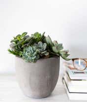 Alternative image 3 for An assortment of succulents arranged in a keepsake container, accented with river rocks.