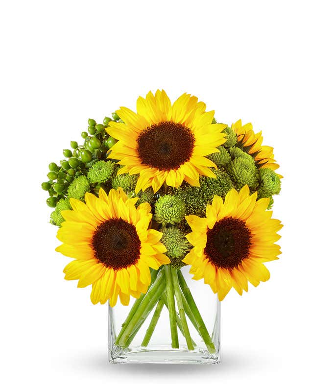 Bright sunflower arrangement with large yellow sunflowers, green poms, green berries, and mixed foliage, arranged in a cube clear glass vase.