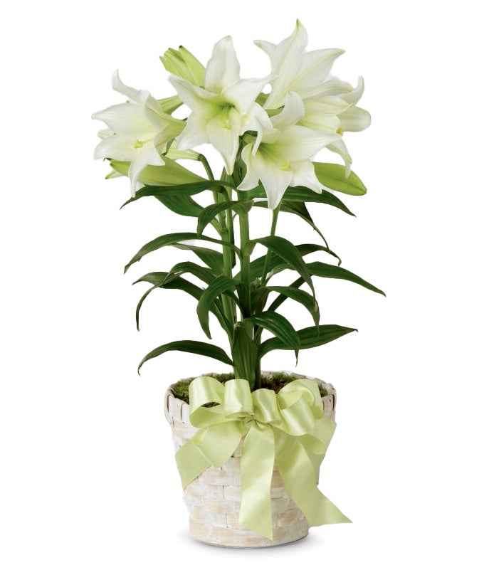 Easter Lily Plant at From You Flowers