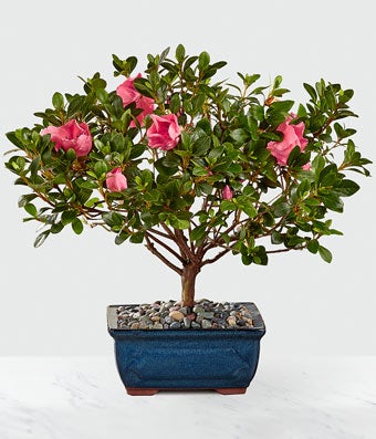 Happy Mother's Day Azalea Bonsai at From You Flowers