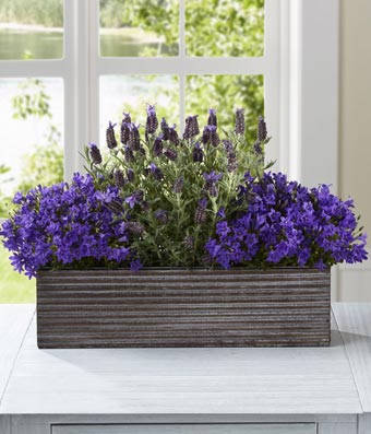 Purple in Bloom Windowbox at From You Flowers