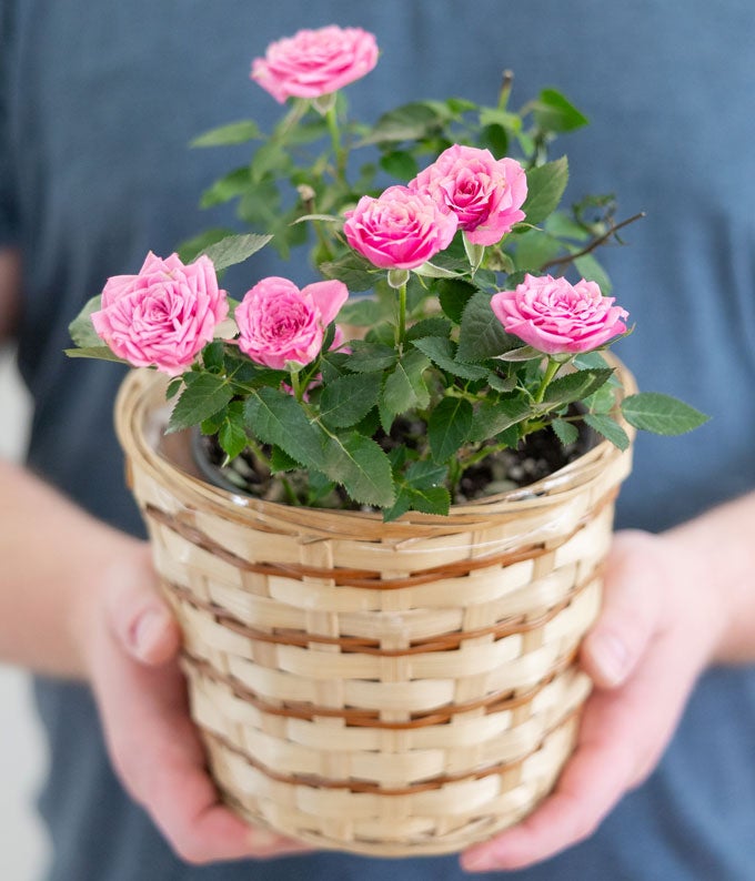 Pretty Pink Rose Plant at From You Flowers