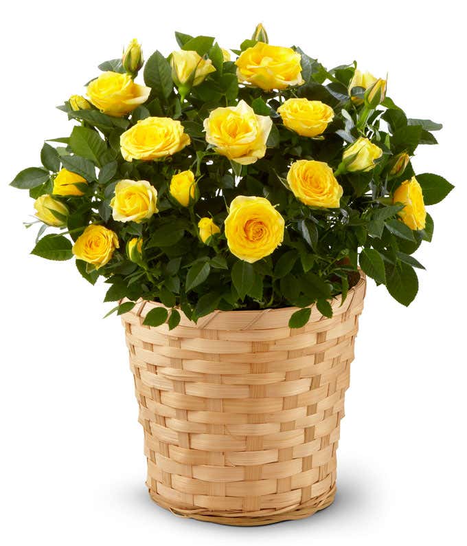 Yellow Mini Potted Rose Plant