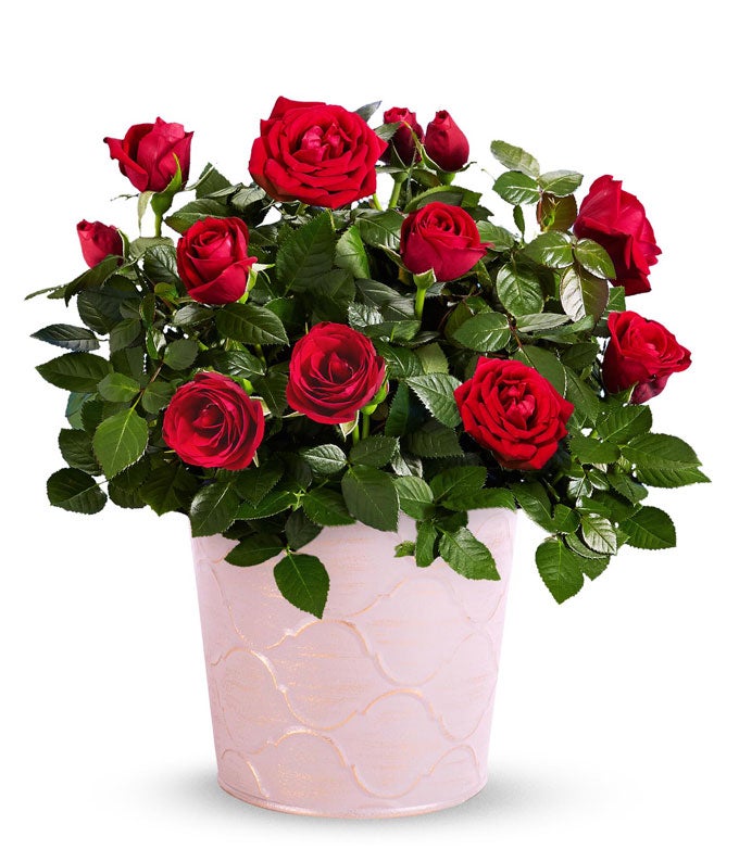 Radiant Red Rose Plant at From You Flowers