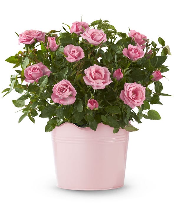 Pretty Pink Potted Rose Plant at From You Flowers