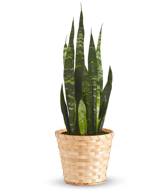 Snake Plant with Light Brown Woven Container