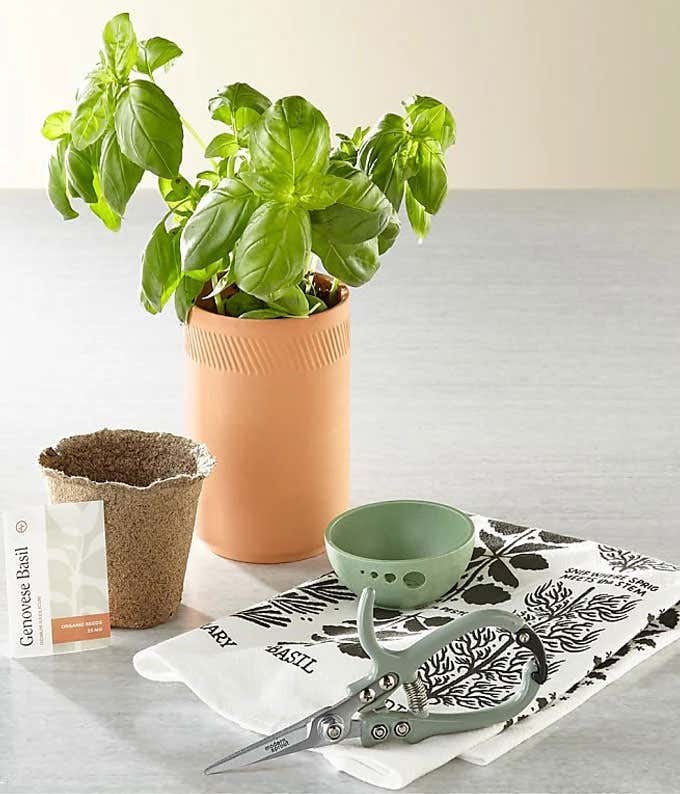 Herb gardening gift set featuring a basil plant in a terracotta-style pot, a biodegradable seed starter pot, a packet of Genovese basil seeds, herb scissors, a green strainer, and a black-and-white patterned tea towel, all arranged on a light surface.