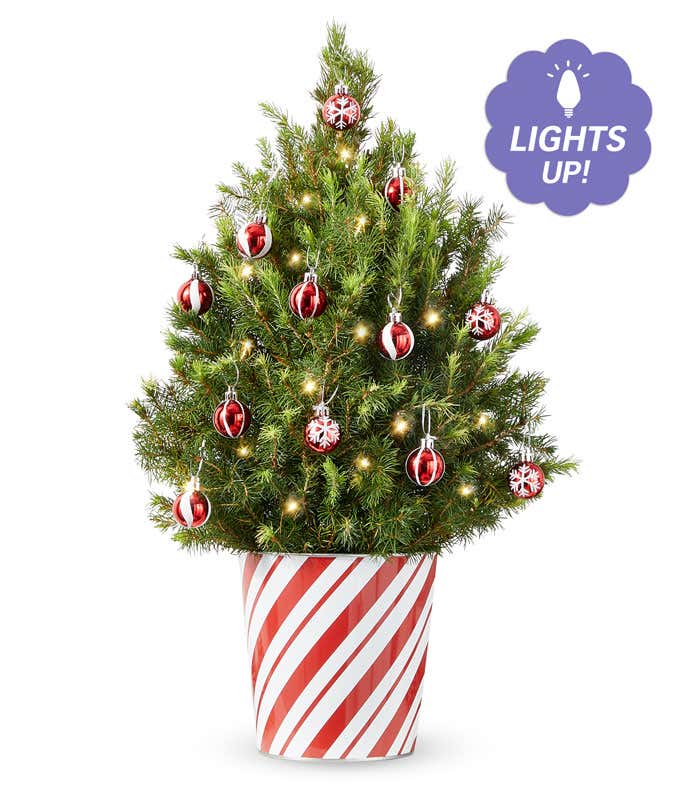 Candy Cane Lane Mini Holiday Tree