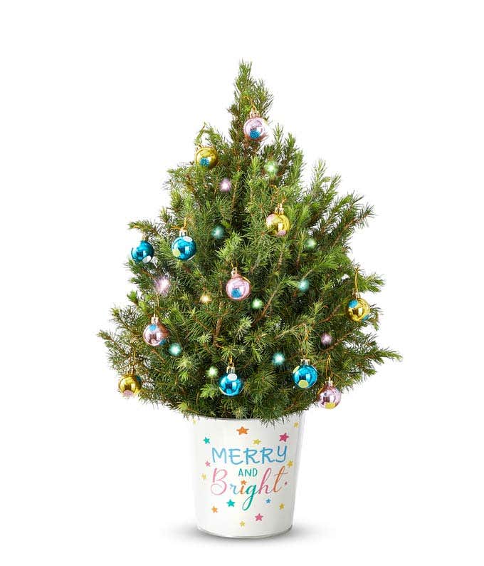 Potted holiday tree decorated with colorful ornaments in blue, pink, and gold, displayed in a white container with the phrase 'Merry and Bright' written in festive colors, set against a white background.