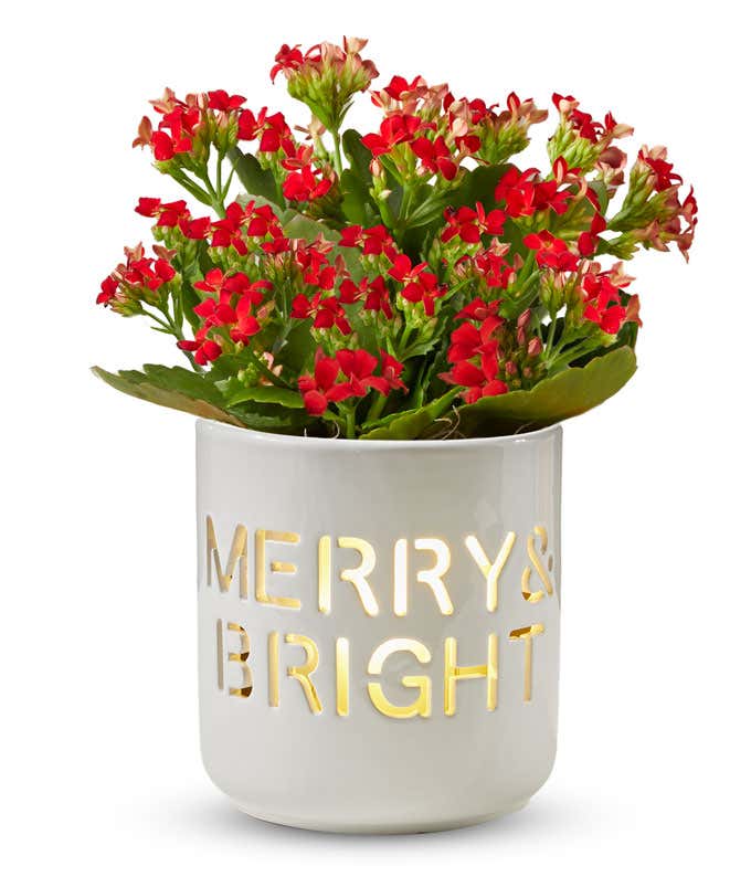 Festive kalanchoe plant with vibrant red blooms in a white ceramic container featuring the cut-out phrase 'Merry & Bright,' illuminated with a warm glow from inside, set against a white background.