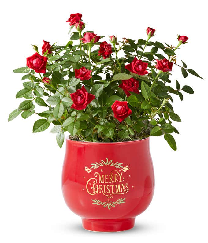 Red rose blooms and bright green leaves bursting out of a red ceramic cylinder container that reads 