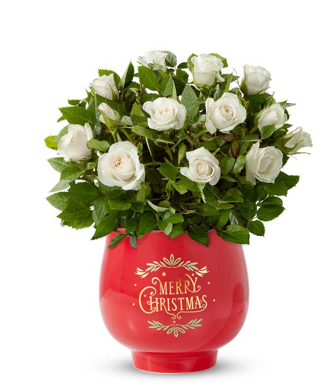 Mini white rose plant with full white blooms and buds arranged in a glossy red ceramic pot featuring a Merry Christmas design, displayed against a simple white background.
