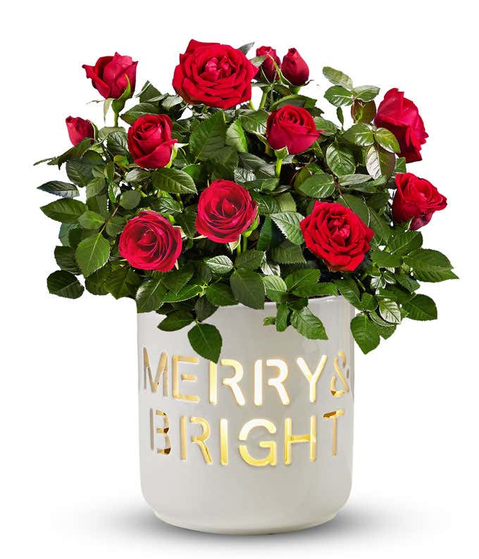 Festive potted rose plant with vibrant red blooms in a white ceramic container featuring the cut-out phrase 'Merry & Bright,' illuminated with a warm glow from inside, set against a white background.