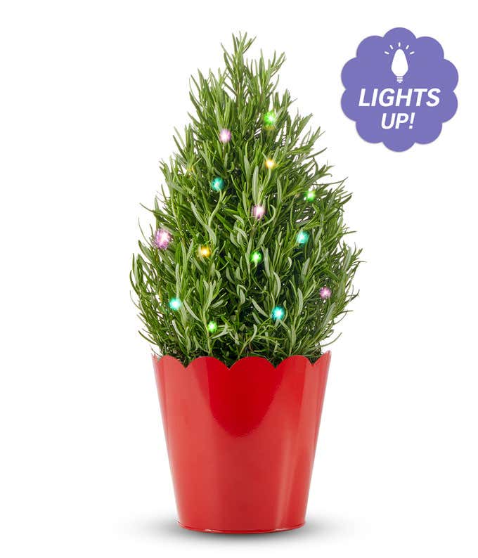 6 in Rosemary Tree with multi-colored string lights in a metallic red container