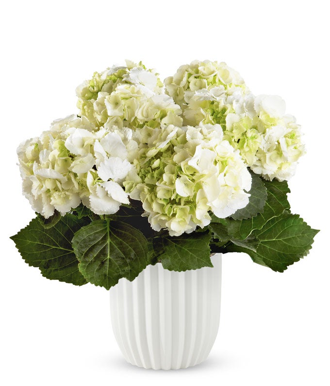 Perfectly Pink Hydrangea at From You Flowers
