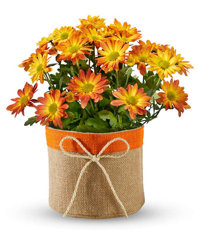 A live chrysanthemum plant with orange and yellow striped blooms in a burlap pot featuring a bright orange trim and a twine bow, creating a warm, rustic autumn look.