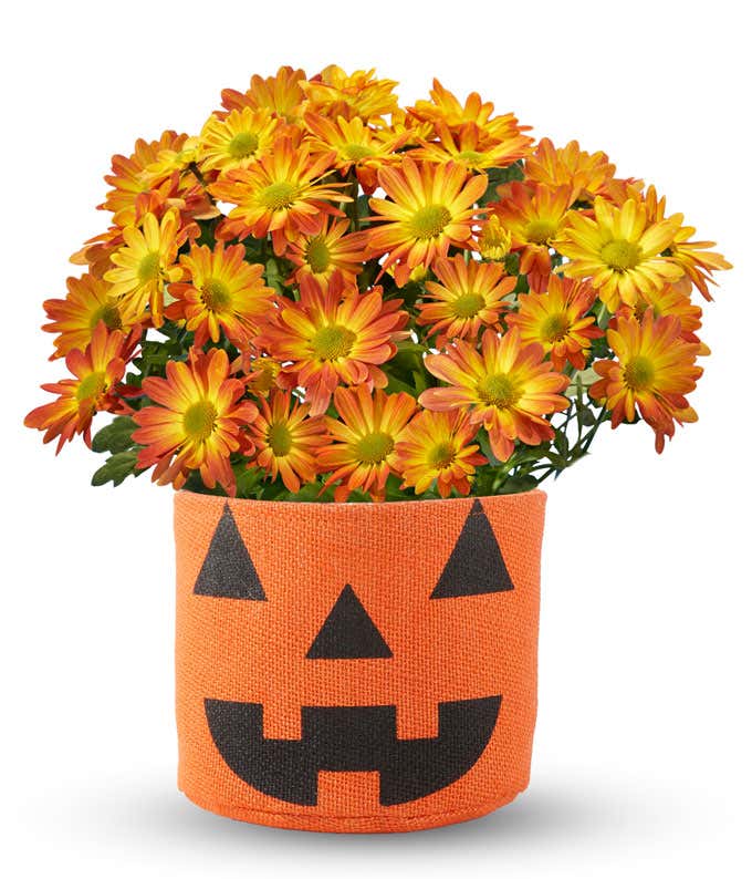 A live chrysanthemum plant with orange and yellow flowers in a round orange pot featuring a black jack-o'-lantern face, ideal for Halloween decor.