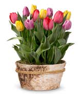Rainbow Tulip Bulb Garden