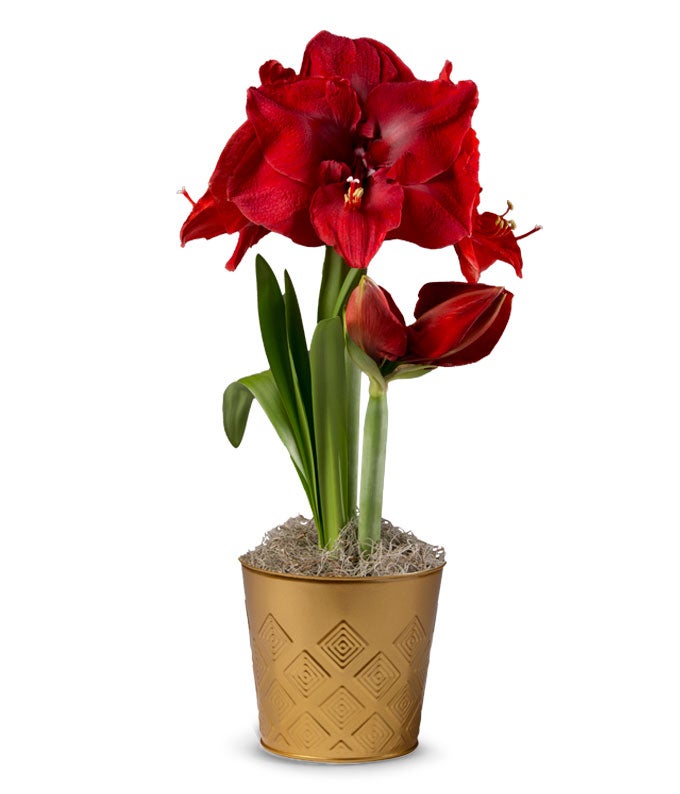Single Potted Amaryllis Bulb Garden at From You Flowers