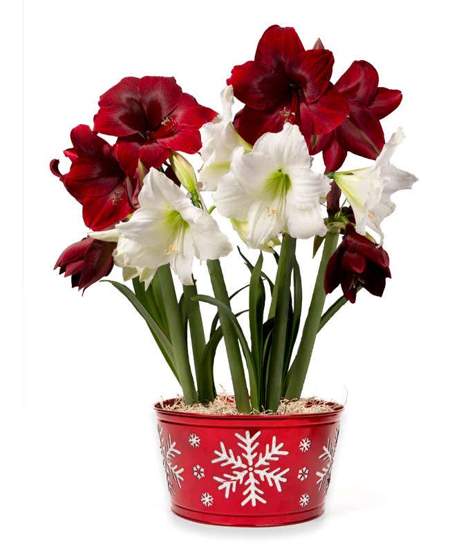 Red and white amaryllis in a silver glitter snowflake decorated red tin.