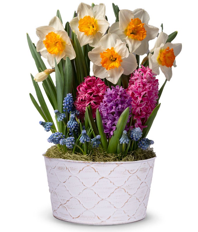 Deluxe Daffodil Sunshine Bulb Garden at From You Flowers