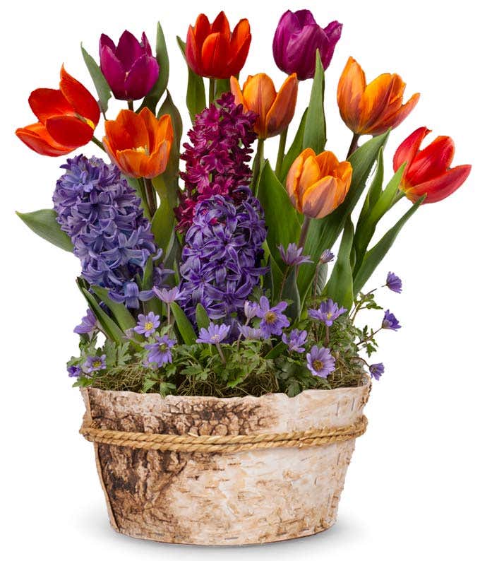 Yellow daffodils, red and orange tulips, and pink, purple, and hot pink hyacinth, and blue mausari
