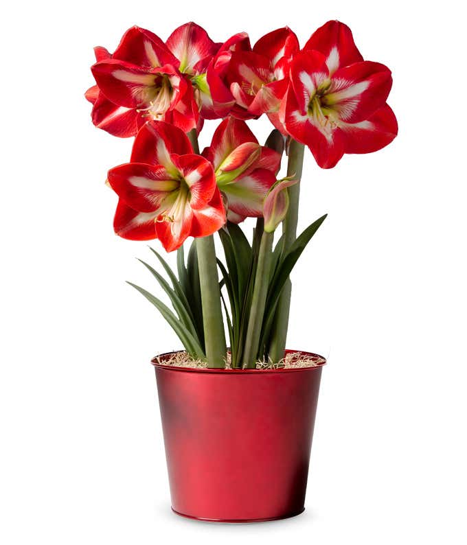 Bulb garden featuring red amaryllis blooms with white centers, in a metallic red tin container decorated with glitter snowflakes