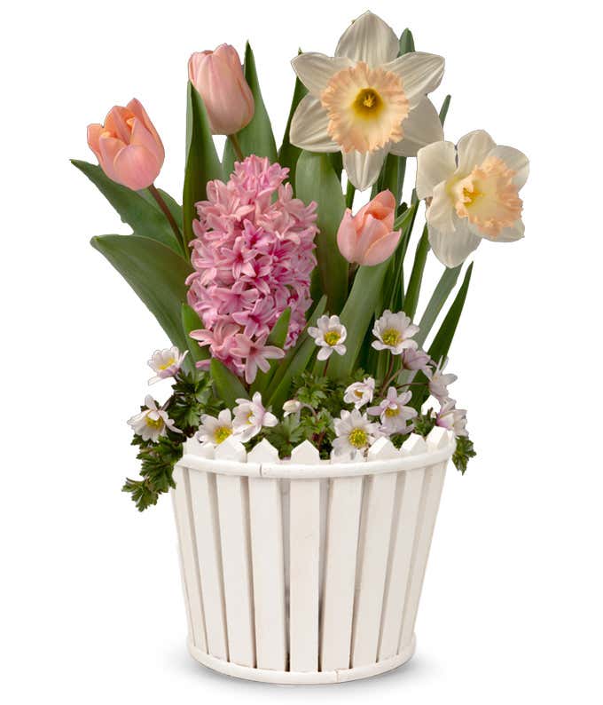 An arrangement of blush tulips, pink hyacinth, white & peach daffodils, and white spray roses in a white picket fence container