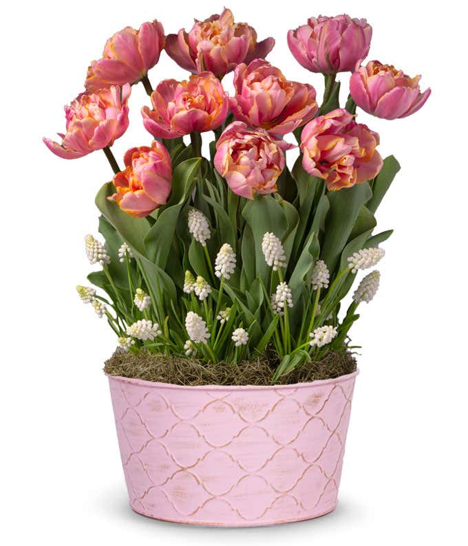A pink pot holds tulips with pink and yellow petals and white grape hyacinth flowers amidst green foliage.