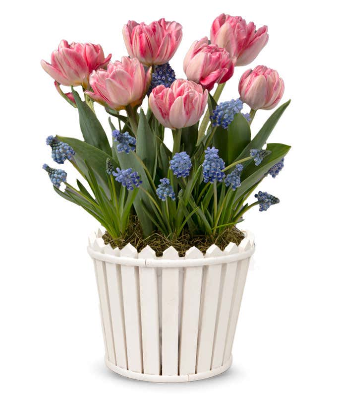 Pink and white striped tulips with blue grape hyacinths are arranged in a white, picket fence style planter.
