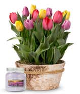 Colorburst Tulip Garden & Lavender Candle Set