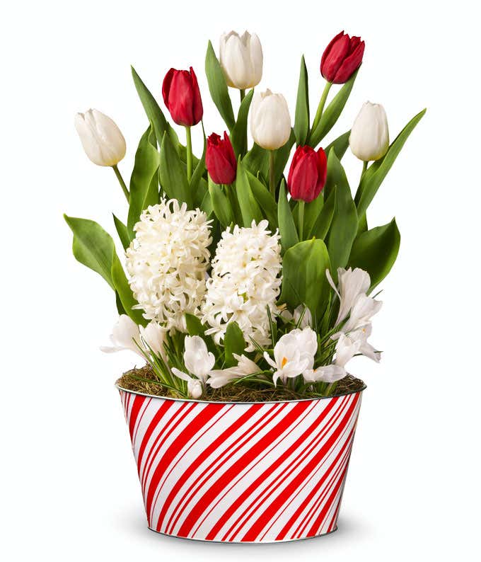 A festive holiday bulb garden featuring red and white tulips, white hyacinths, and white crocus blooms, with green leaves, set in a decorative red and white striped container resembling candy cane patterns, accented with moss at the base.