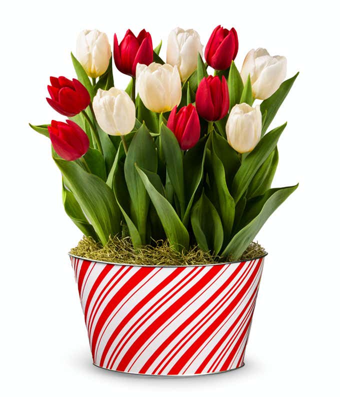 A festive holiday arrangement featuring red and white tulips with green leaves, set in a decorative red and white striped container, resembling candy cane patterns, accented with moss at the base.