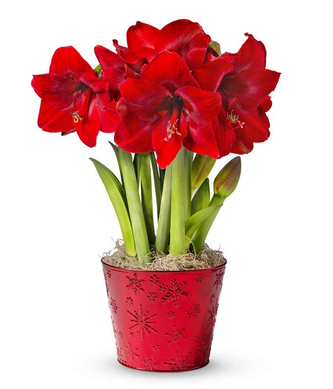 Red Amaryllis blooms in a red container with snowflake embossed pattern