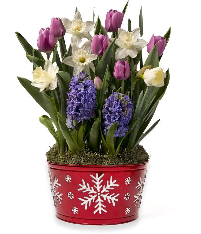 Bulb garden of pink tulips, blue hyacinth, and white daffodils in a red container with white snowflakes