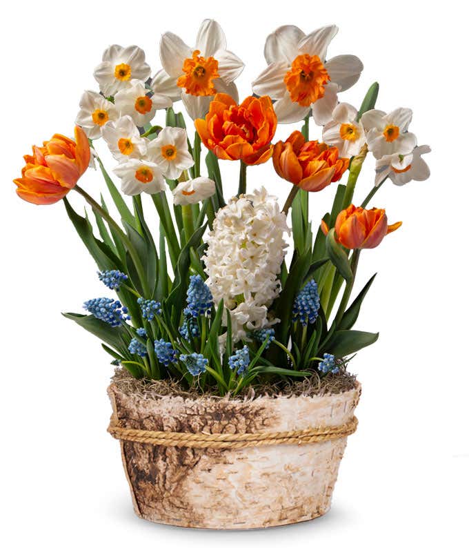 Spring bulb garden in a natural birch basket with white daffodils with orange centers, orange tulips, blue grape muscari, and a white hyacinth, finished with moss against a gray background.