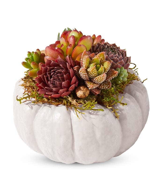 Assortment of succulents in a mini white pumpkin container