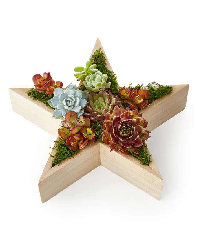 Wooden star-shaped planter filled with a colorful arrangement of succulents and green moss, set against a white background.