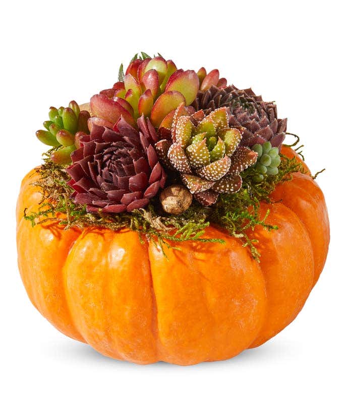 Assortment of succulents in a mini orange pumpkin container