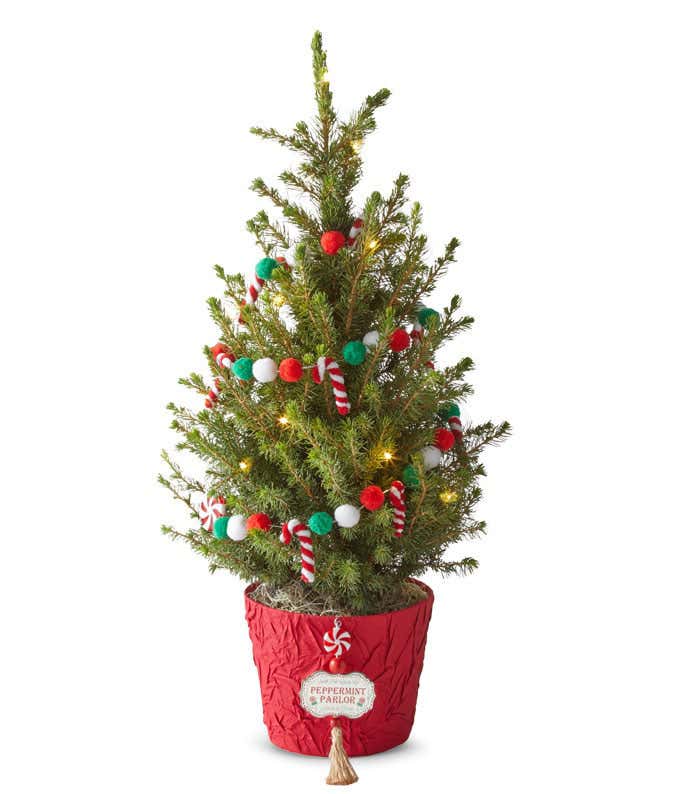 A mini spruce tree, 15-17 inches tall, in a metal container with a red fabric covering, featuring a Peppermint Parlor accent, decorated with warm white lights and a garland of pom poms and candy canes.