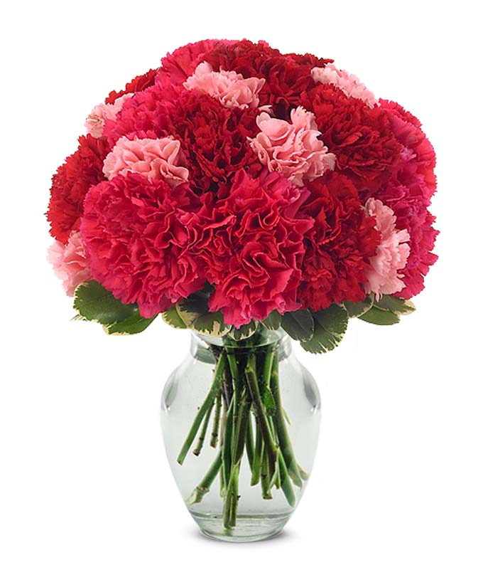 Carnations Carnation Delivery FromYouFlowers