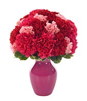 Sweet Carnations 