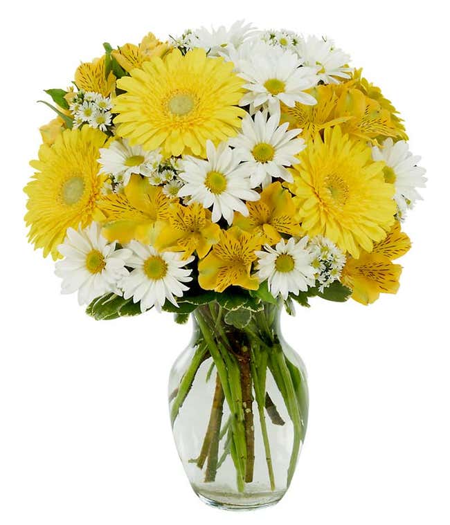 Yellow gerbera daisies and yellow alstroemeria in vase